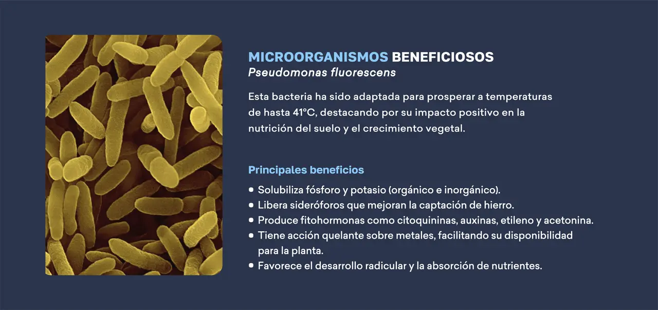 microorganismos beneficiosos_pseudomonas_fluorescens.png