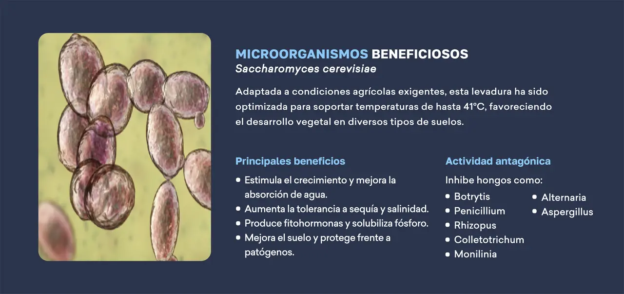 microorganismos_beneficiosos_saccharomyces_cerevisiae.png
