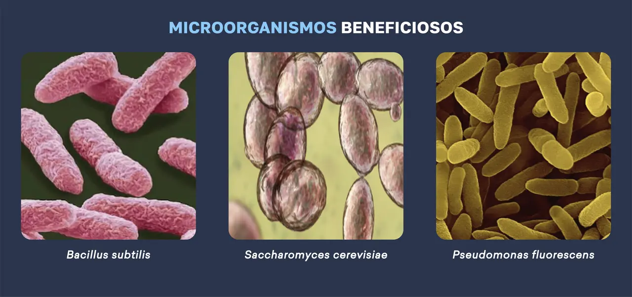 microorganismos_ebeneficiosos.png