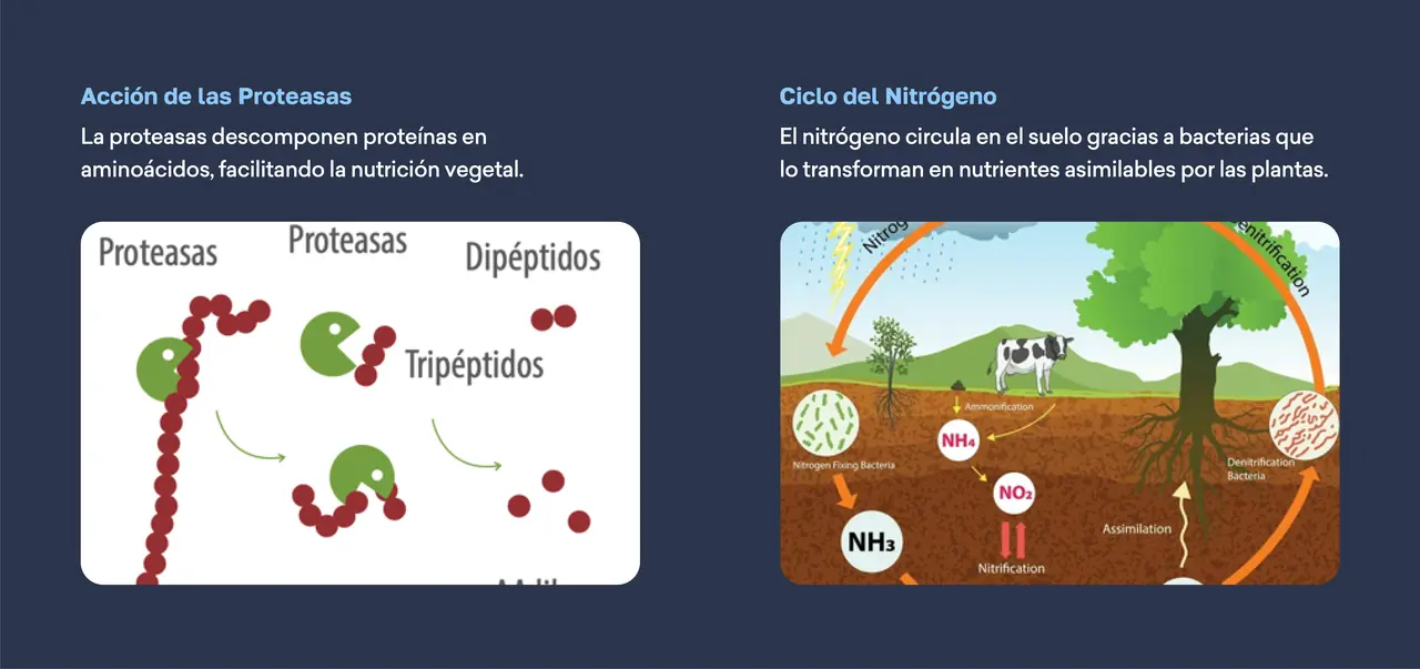 proteasas_nitrogeno.png