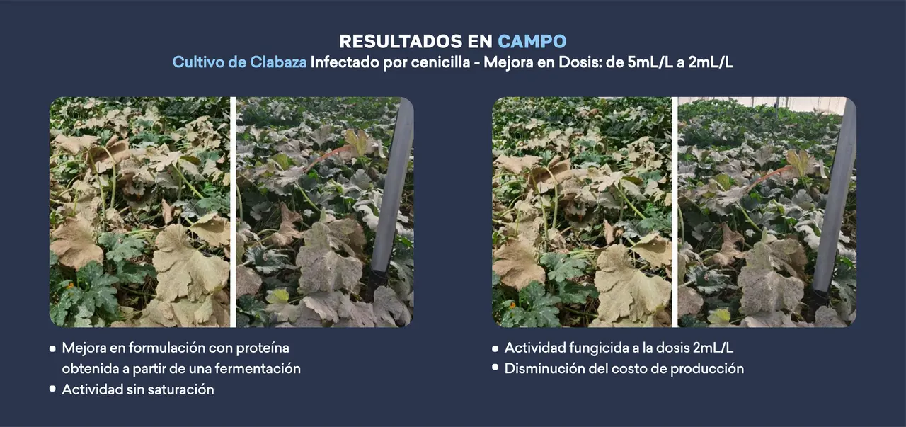 resultados_de_campo_calabaza.png