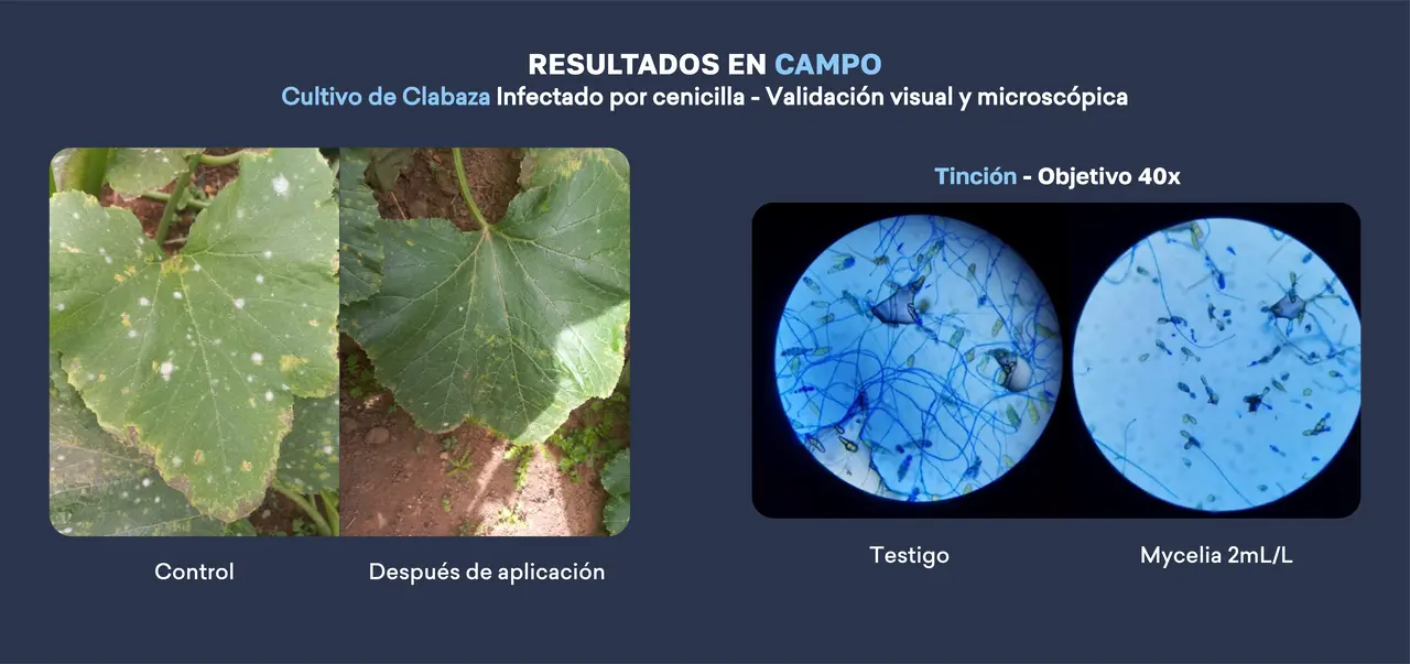 resultados_de_campo_calabaza_2.png