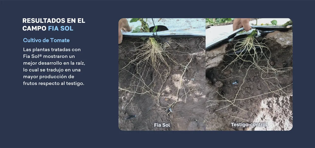 resultados_en_el_campo_fia_sol_cultivo_de_tomate.png